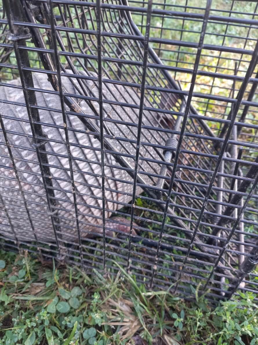 armadillo in trap in Springfield MO during wildlife removal