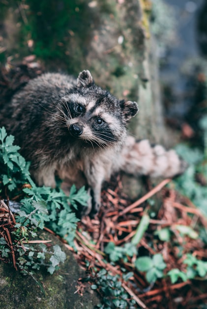 Repairing Animal Damage to Your Home