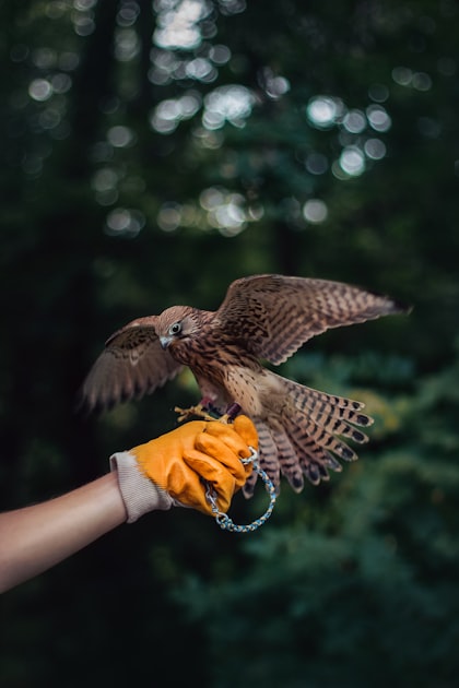Sanitizing After Wildlife Removal