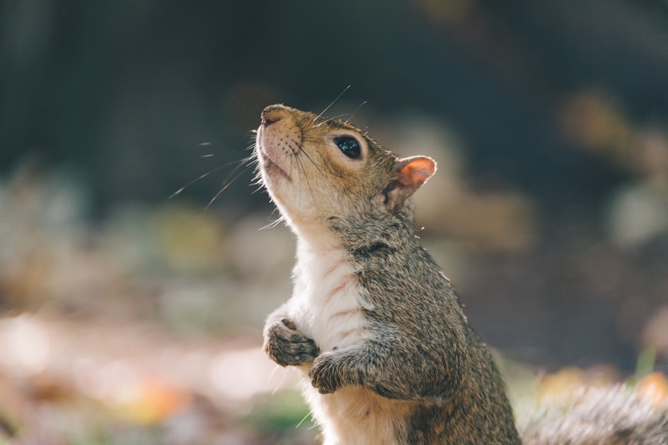 Understanding Local Wildlife