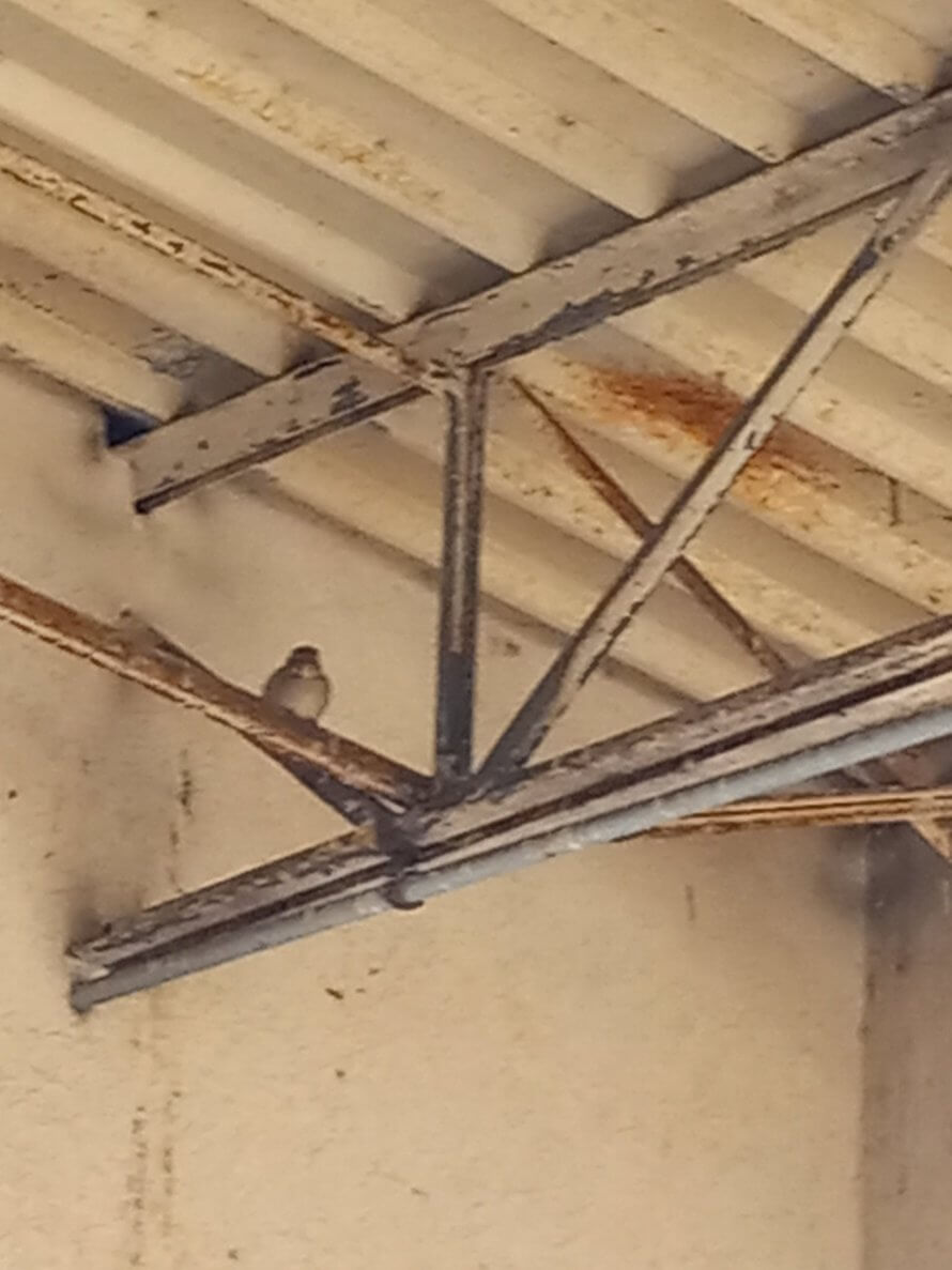 pigeons in barn rafters in Springfield MO