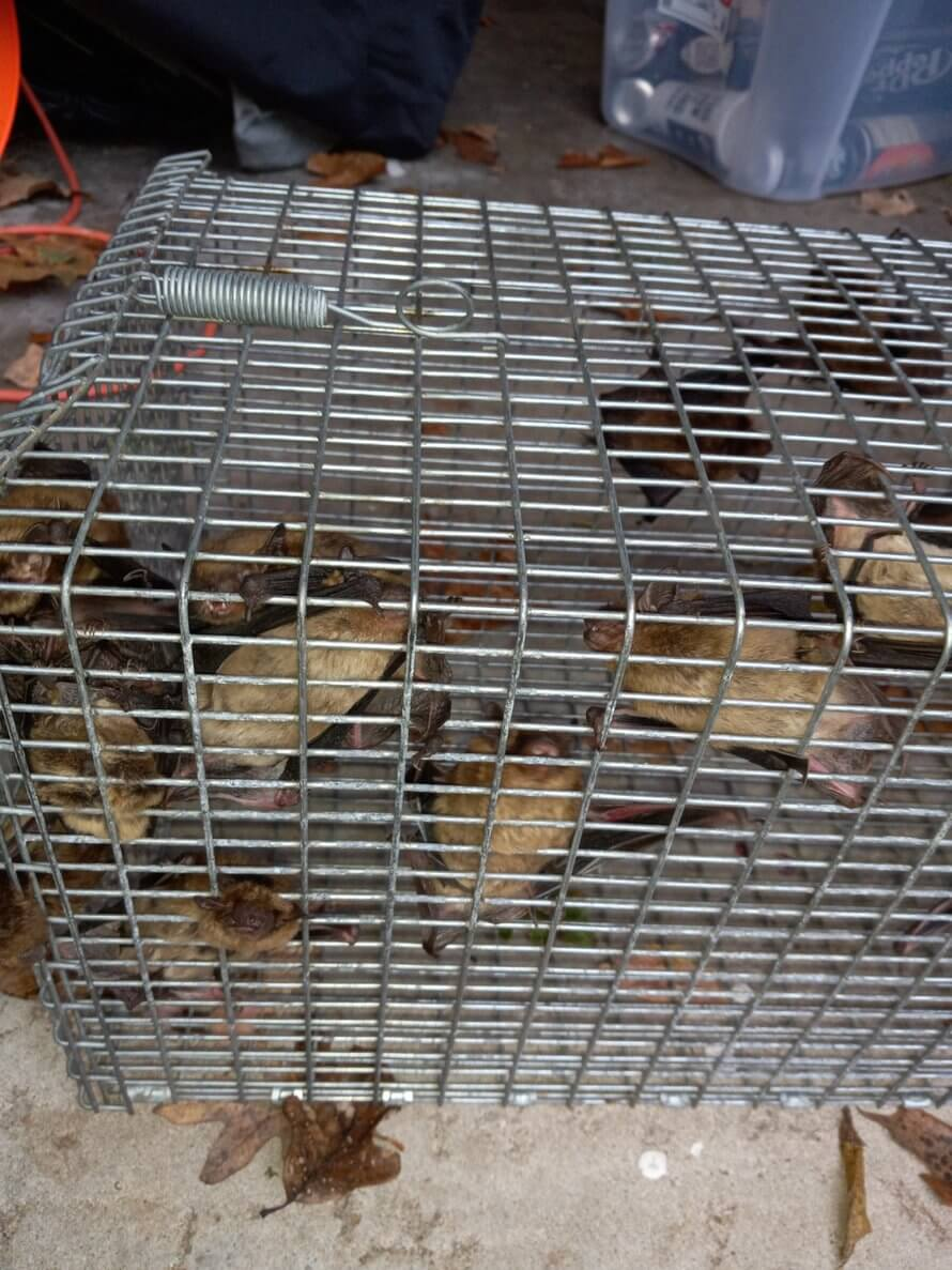 bats in a trap during bat wildlife removal in springfield mo