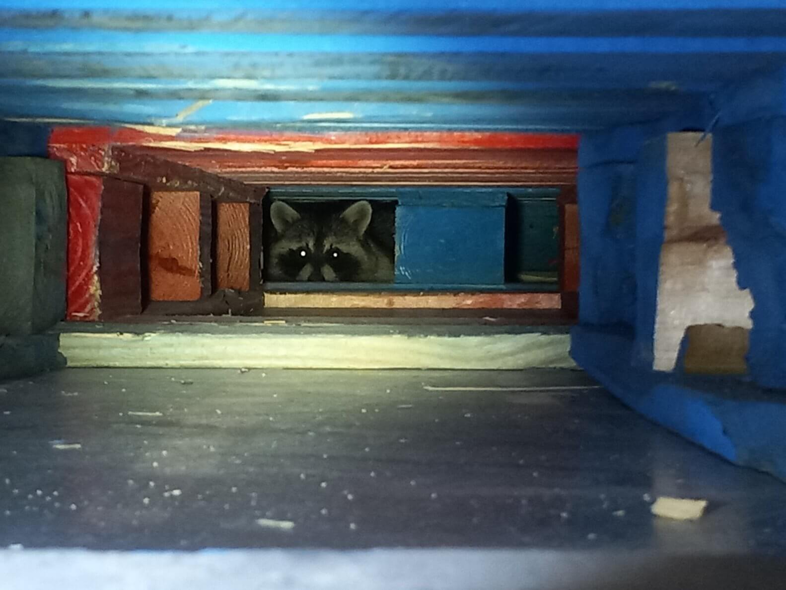 racoon in shed in Springfield MO caught by Kennedy Wildlife Removal