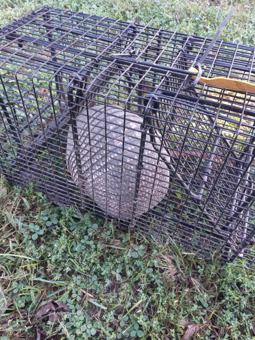 Armadillo removal in Springfield MO of armadillo in cage trap by Kennedy Wildlife Removal in Springfield MO