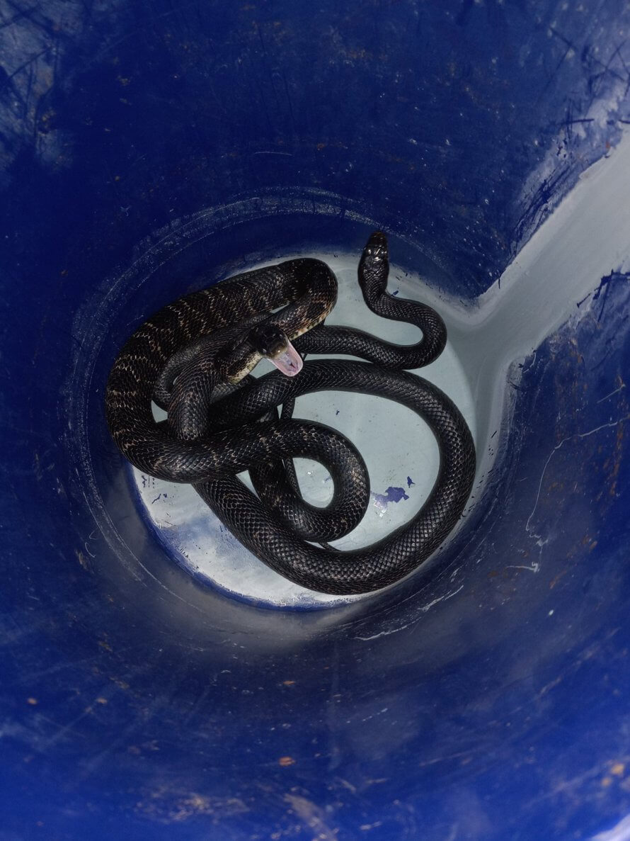 snake removal in springfield mo with snake in a bucket