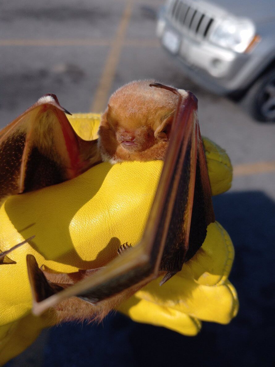kennedy wildlife removal removed bat in Springfield MO