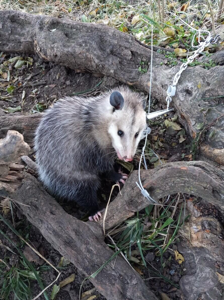 opossum caught in trap during nuisance wildlife removal in Springfield MO by Kennedy Wildlife Removal
