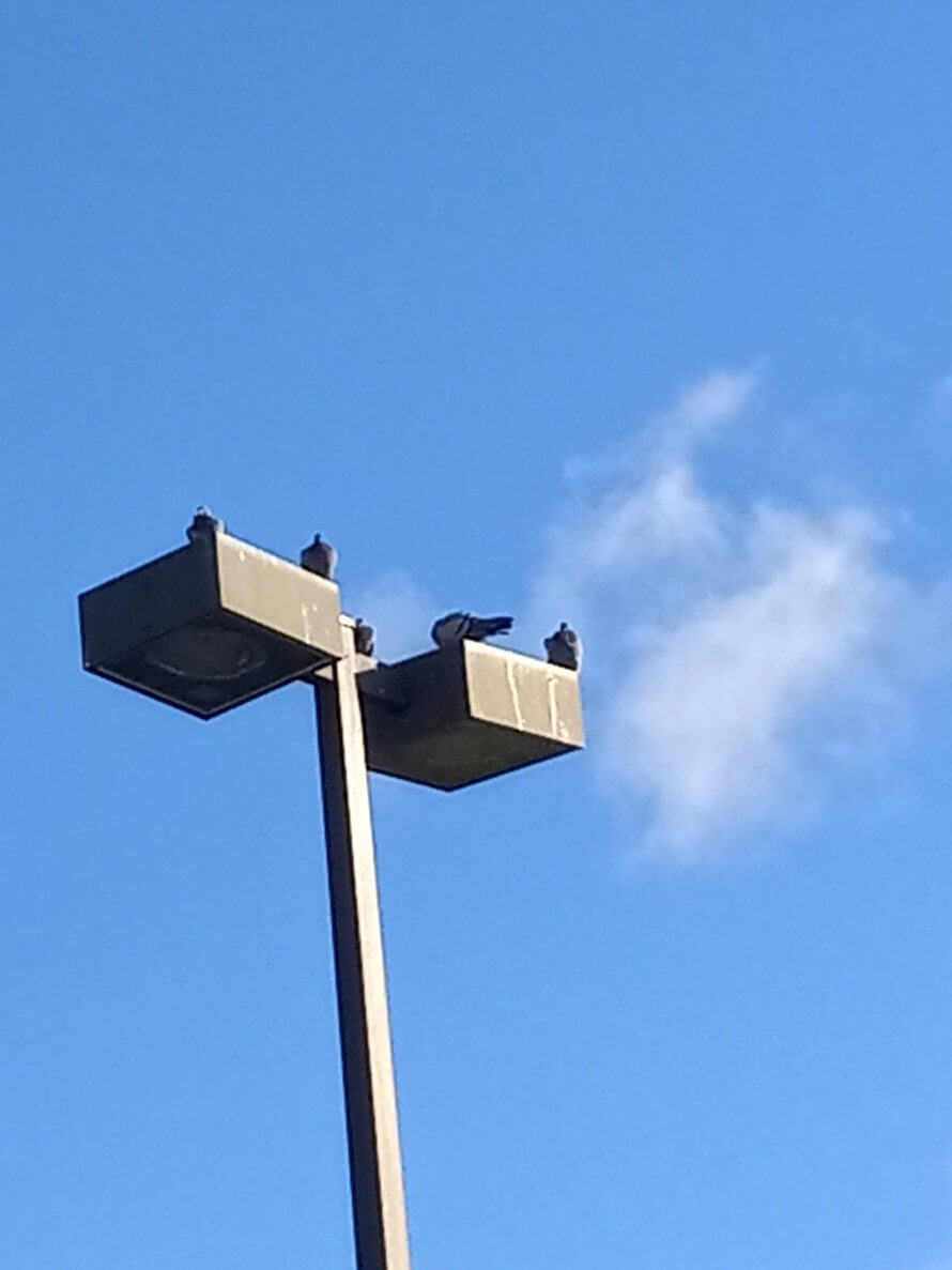 bird removal in Springfield MO of bird on business 