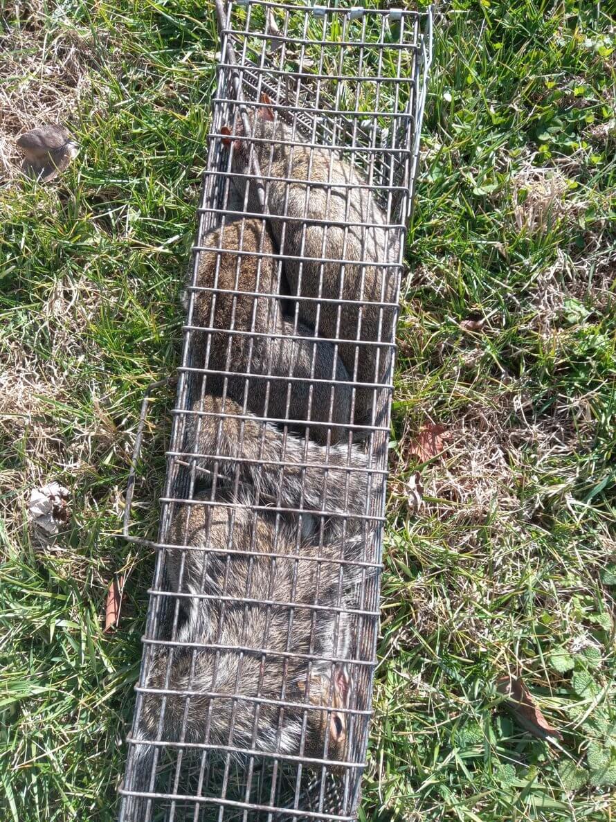 squirrel removal in Springfield MO with squirrels caught in trap by Kennedy Wildlife Removal