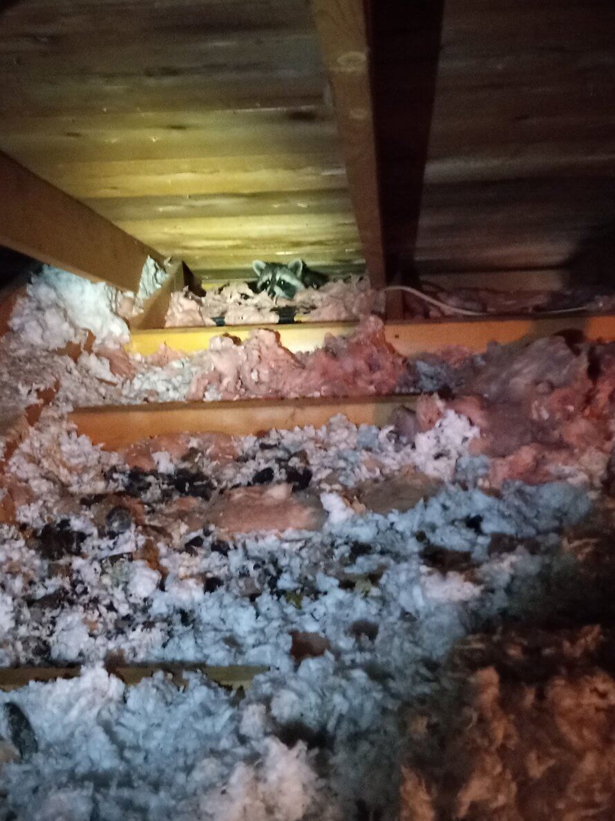 racoon in attic that needs removed by Kennedy Wildlife removal in Springfield MO