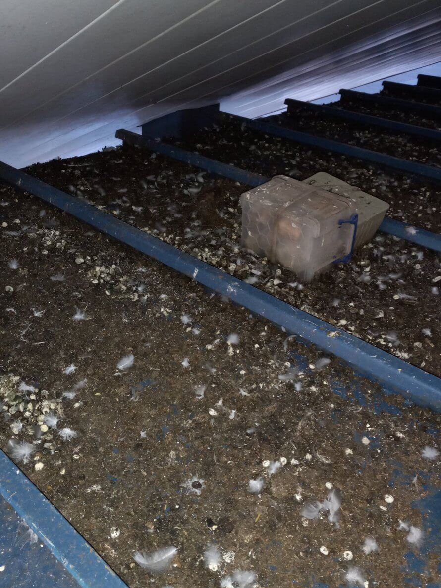 wildlife damage that needs cleaned by kennedy Wildlife Removal