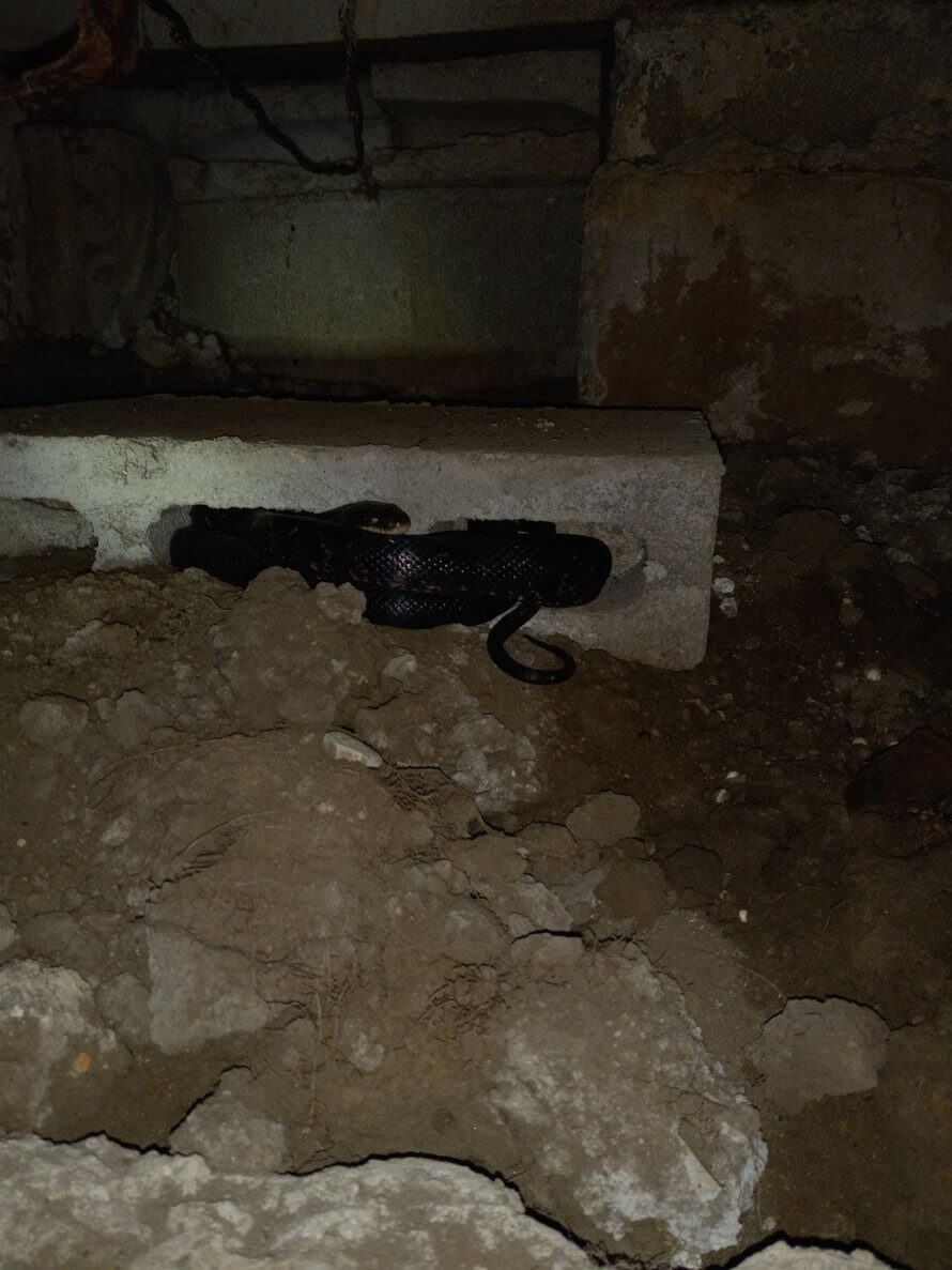 snack removal in crawl space in Springfield MO