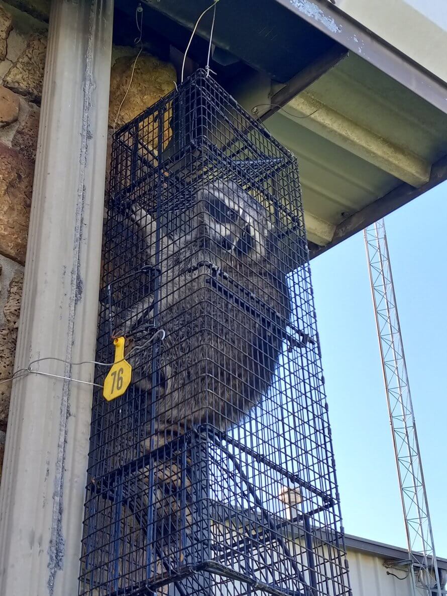 Kennedy wildlife removal in Springfield MO Area removes racoon from home