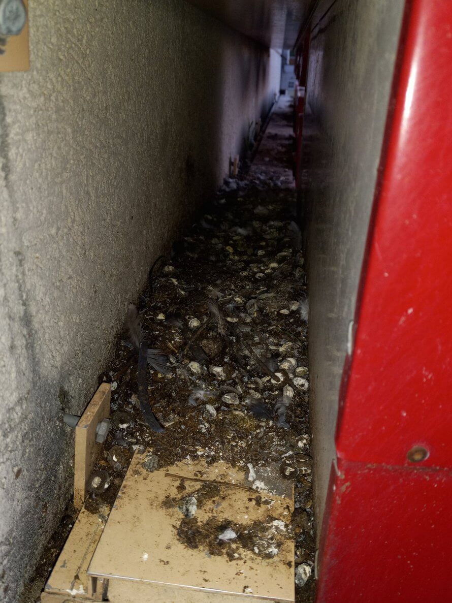 animal poop in between signs in Springfield MO