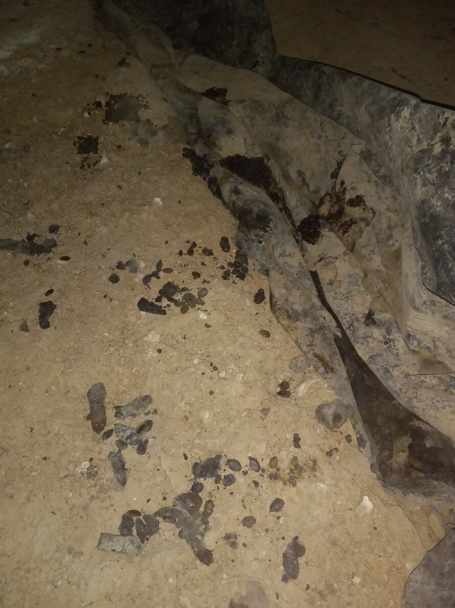 wildlife damage and clean up in springfield mo