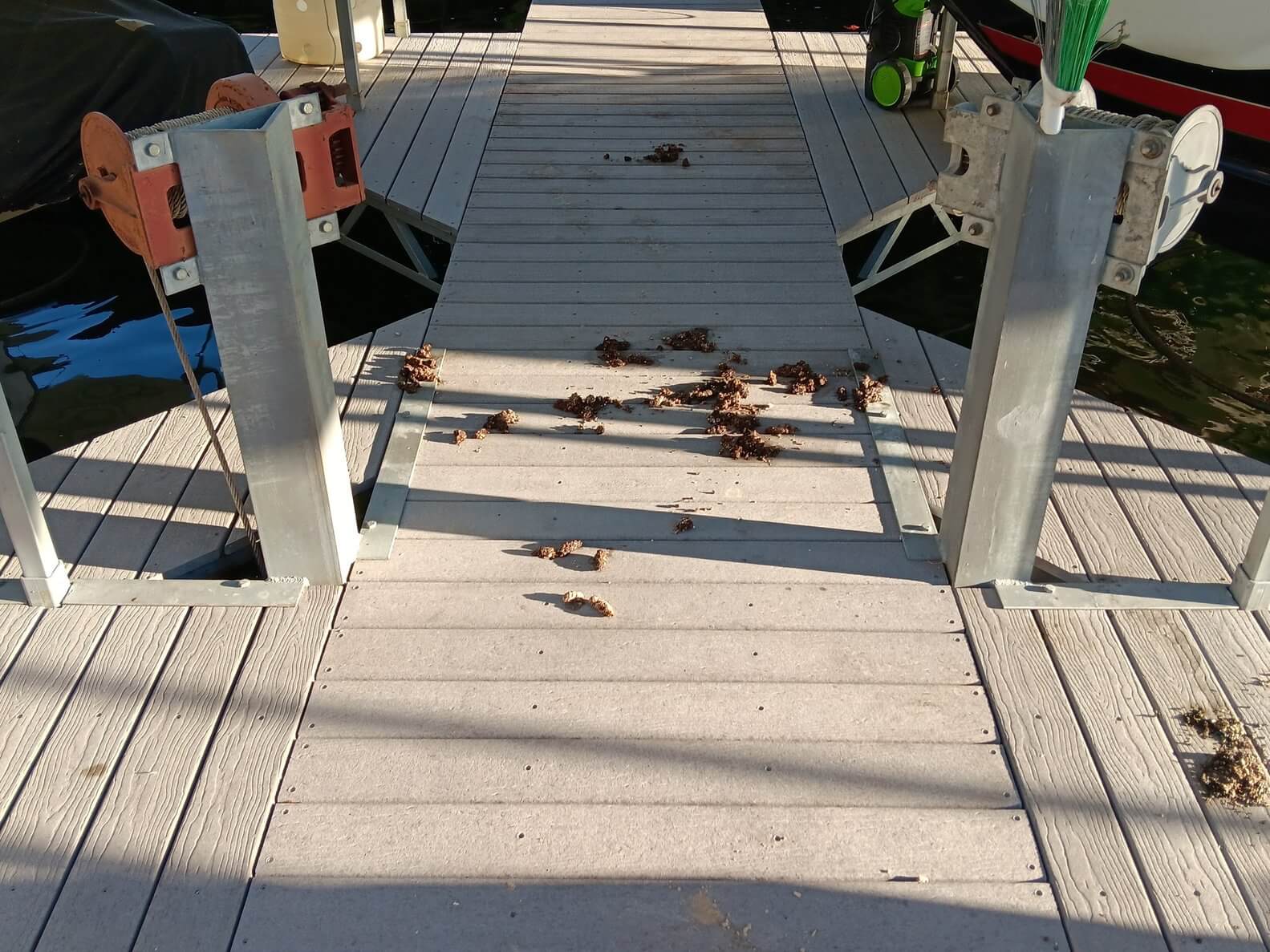 otter poop on deck caught by Kennedy Wildlife Removal in Springfield MO