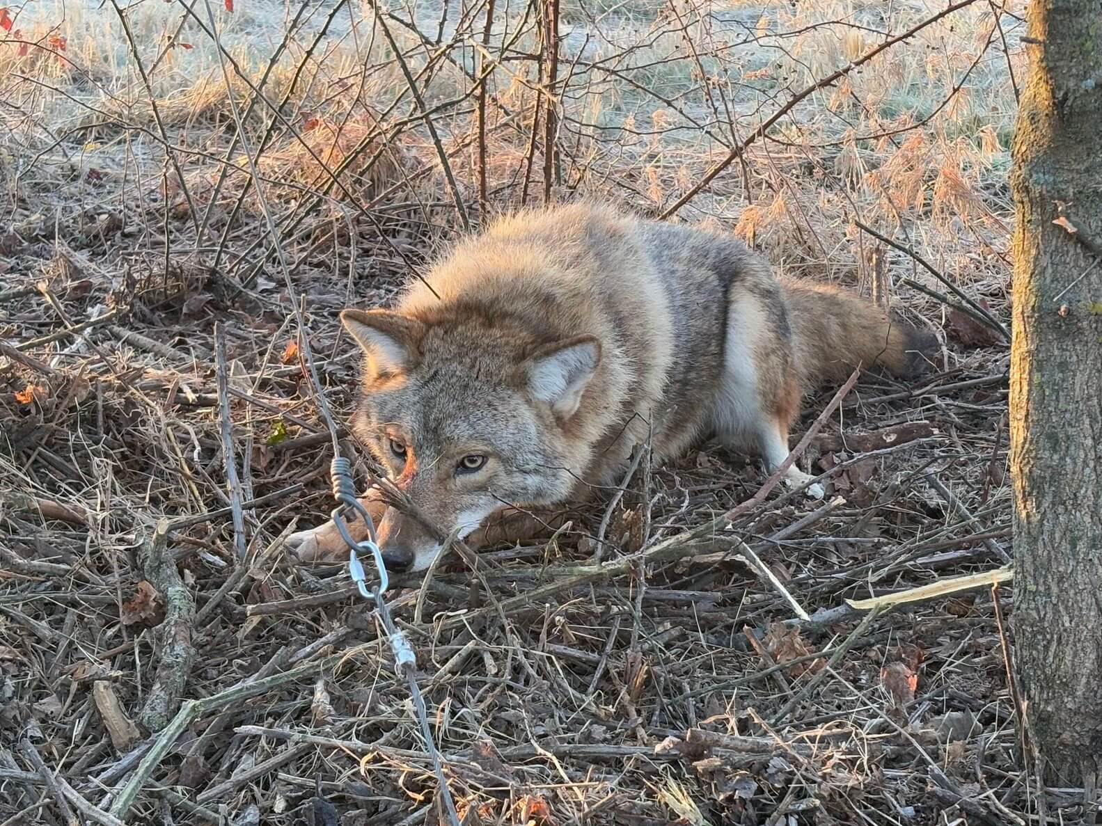 coyote removal in Springfield MO of coyote in trap removed by Kennedy Wildlife Removal
