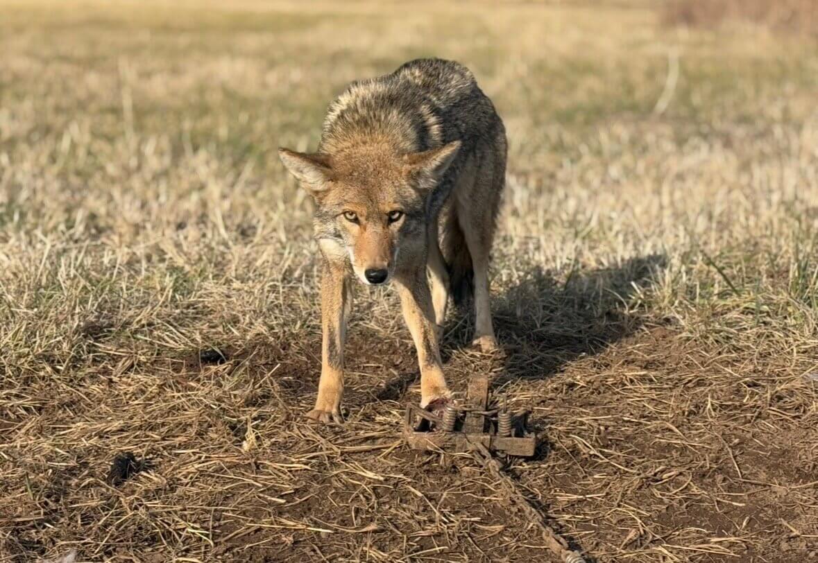 coyote removal in Springfield mo of coyote in trap caught by Kennedy Wildlife removal
