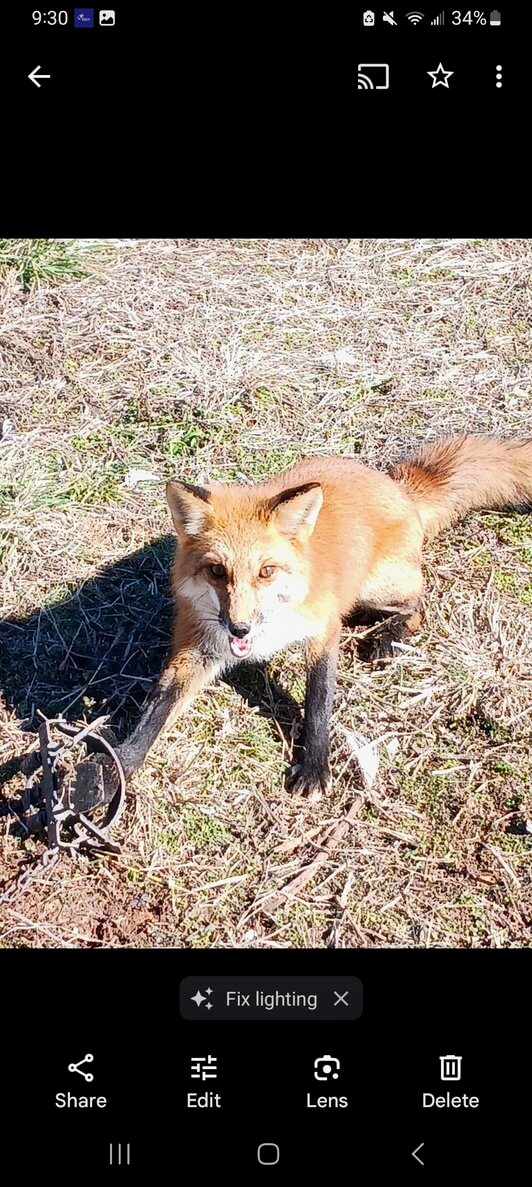 fox removal caught in trap during wildlife removal in Springfield MO