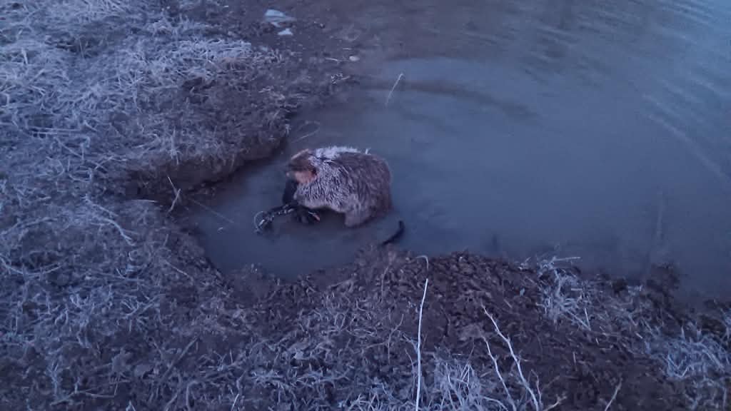 beaver removal in springfield mo of beaver in trap