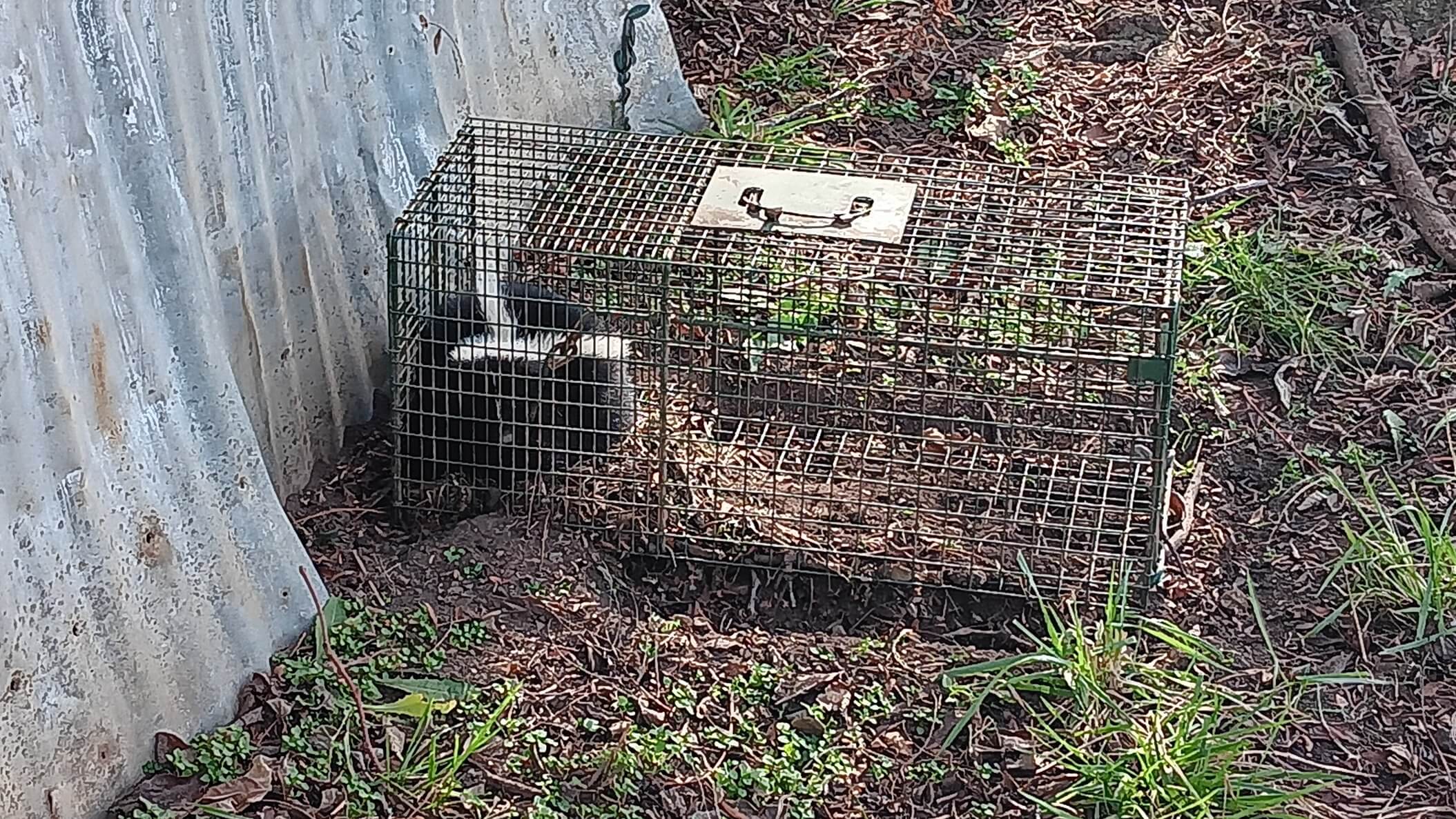 skunk caught in trap for trap removal services in Springfield MO 
