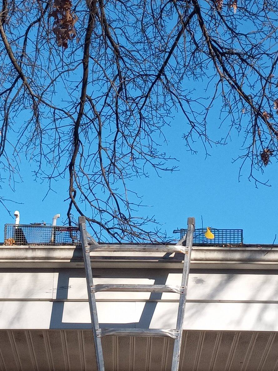 traps on roof for humane trapping in Springfield MO