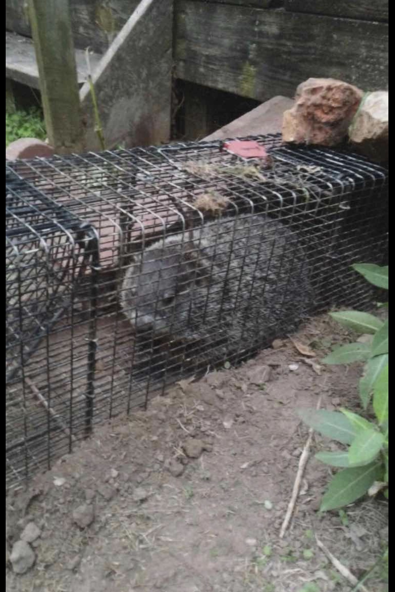 groundhog removal of groundhog in trap in Springfield MO