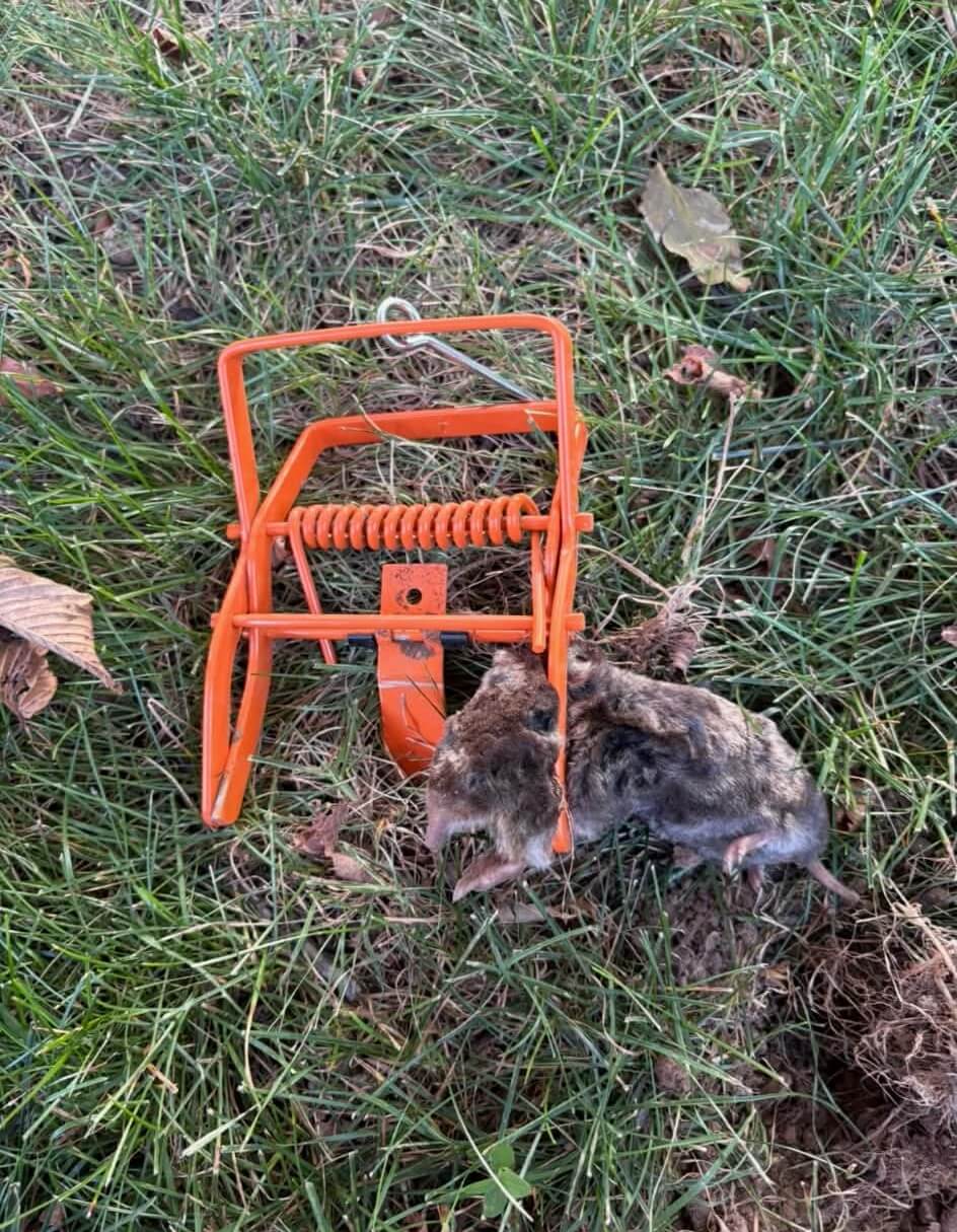 mole removal in springfield mo (2) (1)