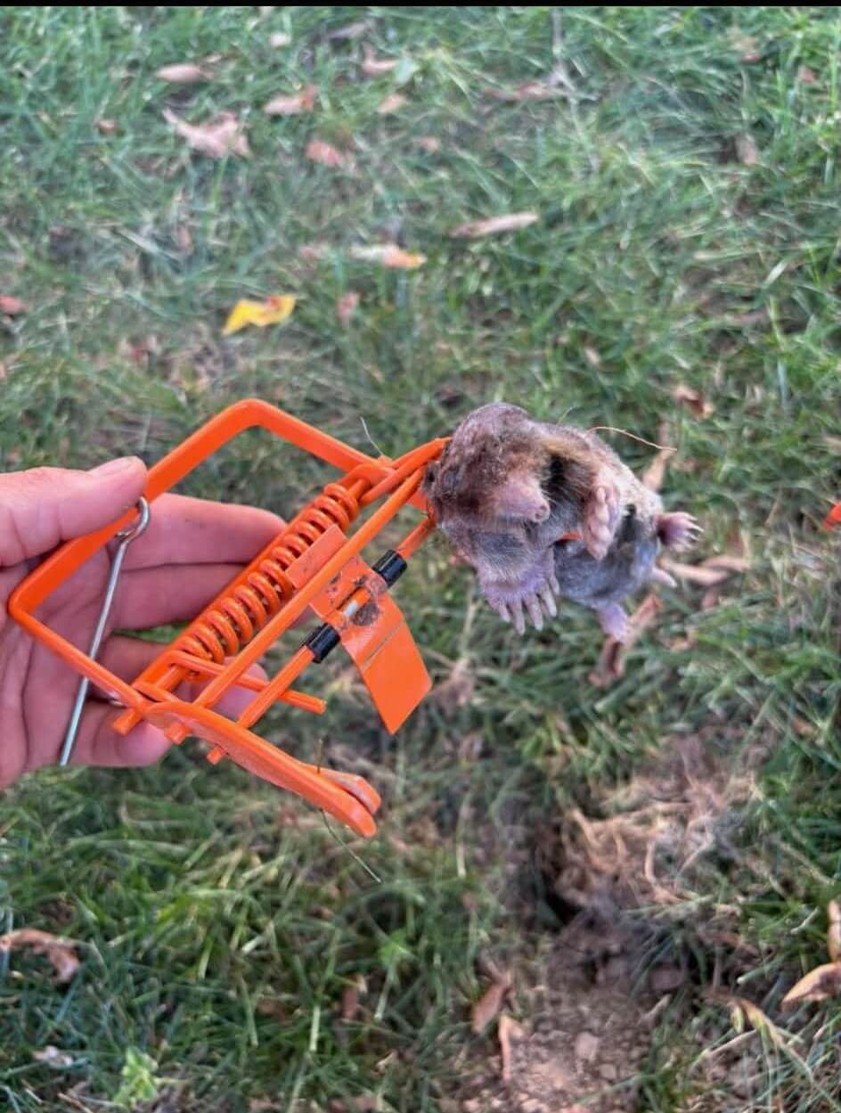 mole removal in springfield mo (1) (1)